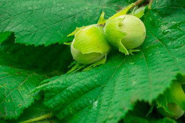 Makro, soyut arkaplanda taze turuncu ve kırmızı gülleri kapat