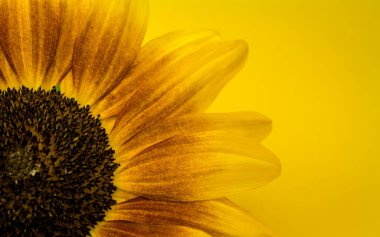 Makro, soyut arkaplanda taze turuncu ve kırmızı gülleri kapat