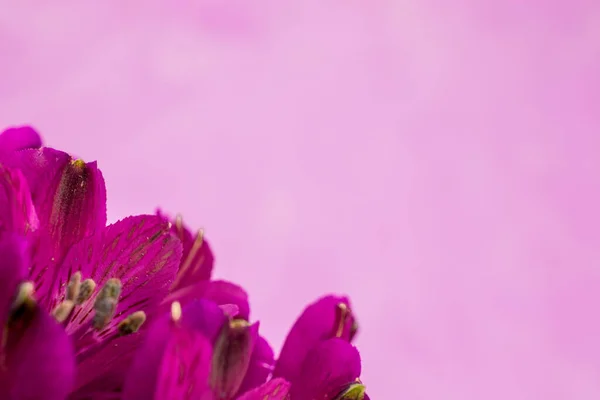 Фиолетовые Цветы Альстромерии Белом Фоне Вуаля — стоковое фото