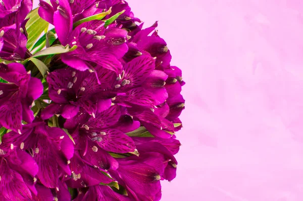 Fleurs Alstroemeria Violet Sur Fond Voile Blanc — Photo