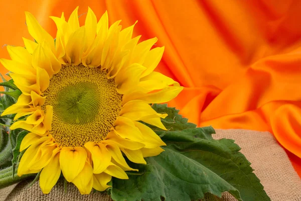 Makroaufnahme Frischer Orangefarbener Und Roter Rosen Auf Abstraktem Hintergrund — Stockfoto