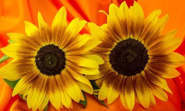 Schöne Gelbe Sonnenblumen Blumen Auf Hellem Hintergrund Und — Stockfoto