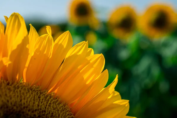 Gelb Clouse Sonnenblumen Auf Sonnenblumenfeld — Stockfoto