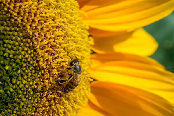 Yellow Clouse Sunflowers Sunflower Field — Stock Photo, Image