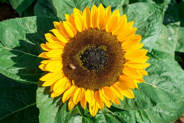 Gelb Clouse Sonnenblumen Auf Sonnenblumenfeld — Stockfoto