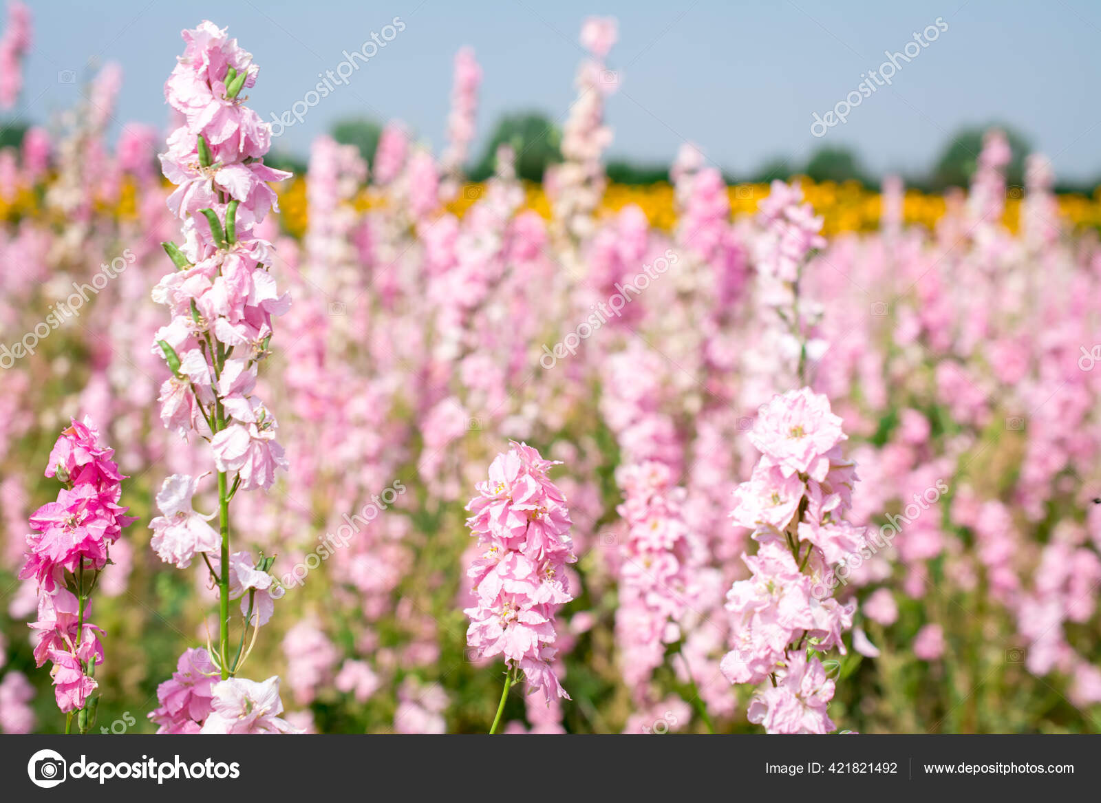英国ウィックのフィールドでのデルフィニウムの花の閉鎖 ストック写真 C Annaleb06 Aol Co Uk