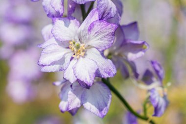 Wick, Pershore, İngiltere 'deki tarlada Delphinium çiçeklerine yakın çekim