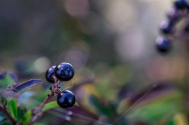 Wick, Pershore, İngiltere 'deki tarlada Delphinium çiçeklerine yakın çekim