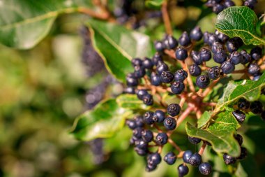  Böğürtlen dalda, ılık güneşli ışık, sonbahar arkaplanı