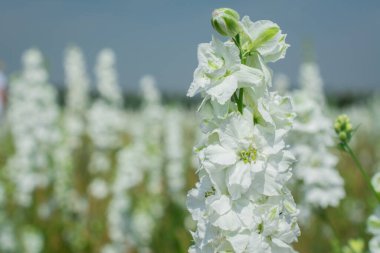 Wick, Pershore, İngiltere 'deki tarlada Delphinium çiçeklerine yakın çekim