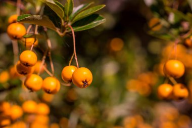  Böğürtlen dalda, ılık güneşli ışık, sonbahar arkaplanı