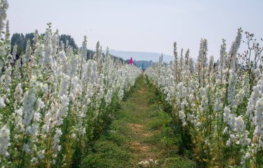 Wick, Pershore, İngiltere 'deki tarlada Delphinium çiçeklerine yakın çekim