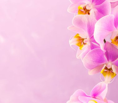 Pembe arkaplanda mor, pembe orkide çiçekleri ve fotokopi alanı