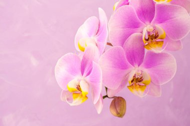 Pembe arkaplanda mor, pembe orkide çiçekleri ve fotokopi alanı