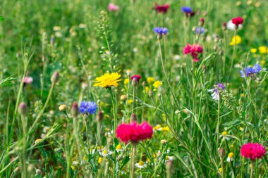  Hediye kutusunda seksi arka plan külotları ve İngiliz sterlinleri.