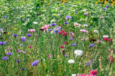 Çiçekli yeşil çayır ve yaz tarlasında çiçek.