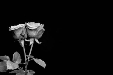 Makro, siyah arka planda taze turuncu ve kırmızı gülleri kapat.