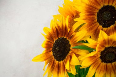 Parlak arkaplanda güzel sarı ayçiçekleri