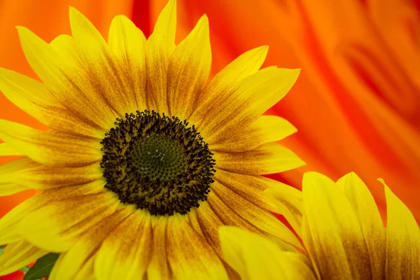 Schöne Gelbe Sonnenblumen Blumen Auf Hellem Hintergrund Und — Stockfoto