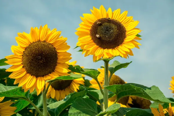 Gelbe Sonnenblumen Auf Sonnenblumenfeld — Stockfoto