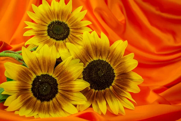 Schöne Gelbe Sonnenblumen Blumen Auf Hellem Hintergrund Und — Stockfoto