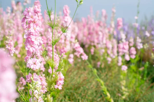 Closeup Flores Delphiniums Campo Wick Pershore — Fotografia de Stock