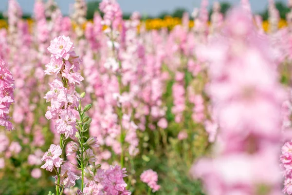 Closeup Flores Delphiniums Campo Wick Pershore Reino Unido — Fotografia de Stock