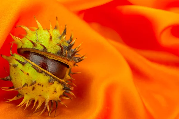 Foto Castaño Indias Sobre Fondo Naranja — Foto de Stock