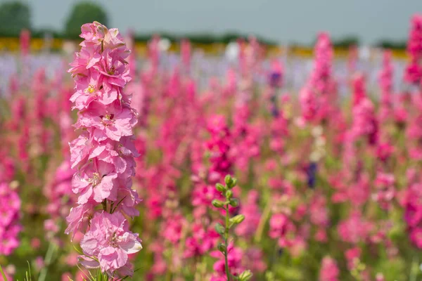 Wick, Pershore, İngiltere 'deki tarlada Delphinium çiçeklerine yakın çekim