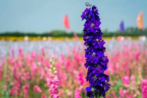 Closeup Flores Delphiniums Campo Wick Pershore Reino Unido — Fotografia de Stock