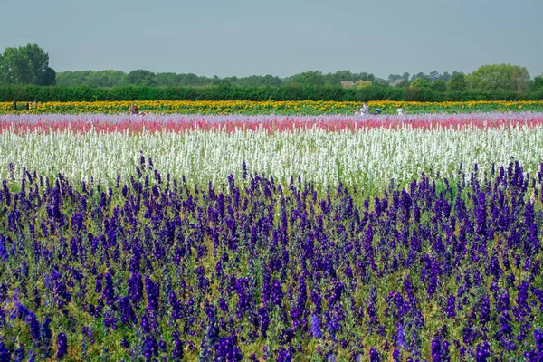 Wick, Pershore, İngiltere 'deki tarlada Delphinium çiçeklerine yakın çekim