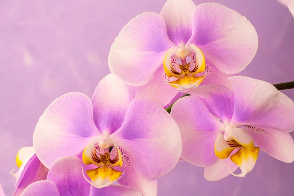 Фиолетовые Розовые Цветы Орхидеи Розовом Фоне Копировальным Пространством — стоковое фото