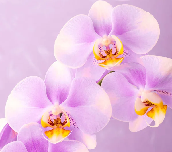 Makro Zbliżenie Świeżej Orchidei Różowym Tle — Zdjęcie stockowe