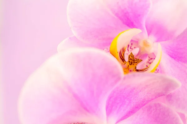 Μοβ Ροζ Ορχιδέα Λουλούδια Ροζ Φόντο Χώρο Αντίγραφο — Φωτογραφία Αρχείου