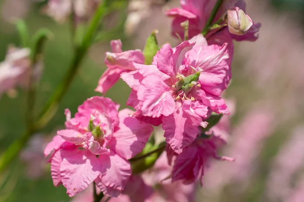 英国パーショアのウィックフィールドでのデルフィニウムの花の閉鎖 — ストック写真