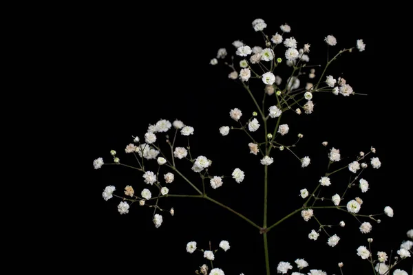 Macro Primer Plano Flores Blancas Frescas Sobre Fondo Negro — Foto de Stock