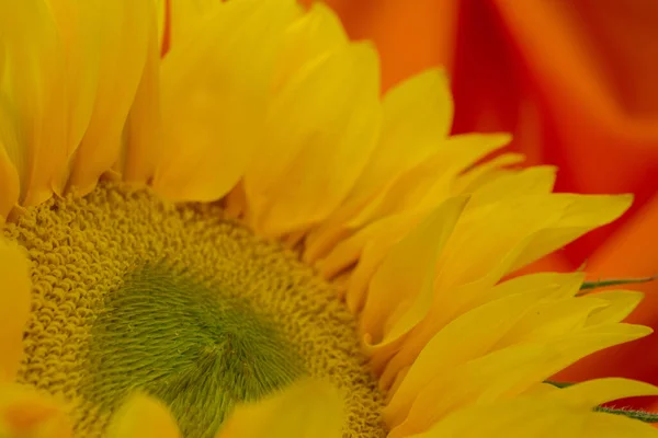 Schöne Gelbe Sonnenblumen Blumen Auf Hellem Hintergrund — Stockfoto