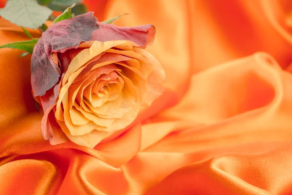 Makroaufnahme Frischer Orangefarbener Und Roter Rosen Auf Abstraktem Hintergrund — Stockfoto