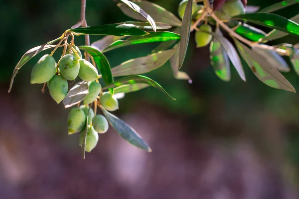 Detail Des Olivenbaums Mit Grünen Oliven — Stockfoto