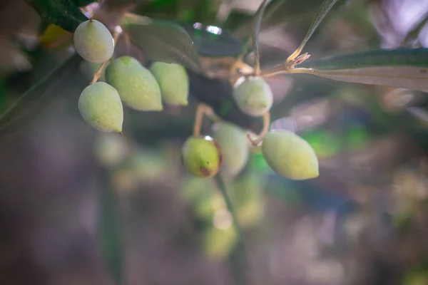 Detail Des Olivenbaums Mit Grünen Oliven — Stockfoto