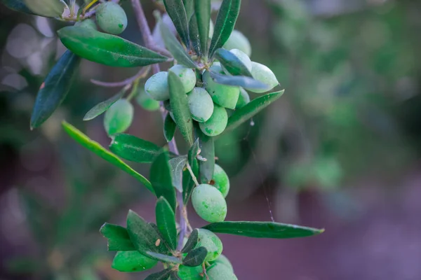 Detalj Olivträd Med Gröna Oliver — Stockfoto