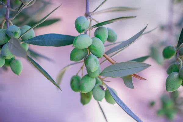 Detalj Olivträd Med Gröna Oliver — Stockfoto