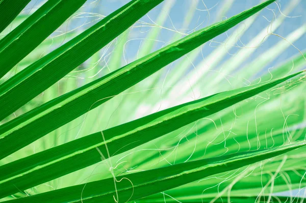 Texture Green Palm Leaves — Stock Photo, Image