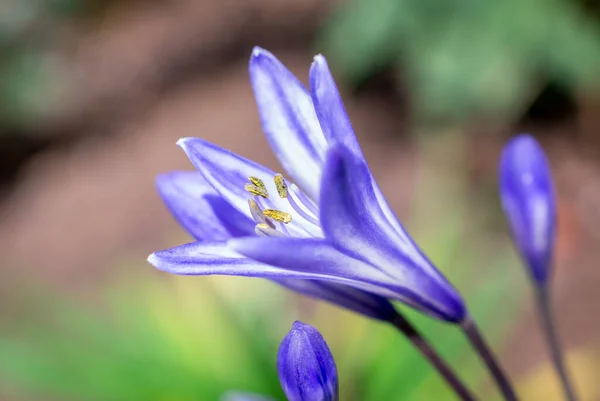 夏の庭で壮大なダリアの花 マクロ写真 — ストック写真