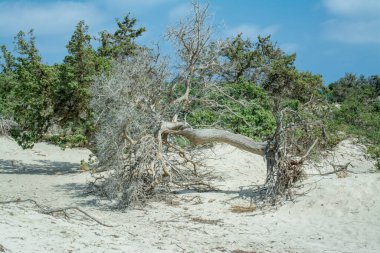  Sedir ormanında kurumuş sedir ağacı, beyaz kum, plaj, Chrissi Adası, Yunanistan