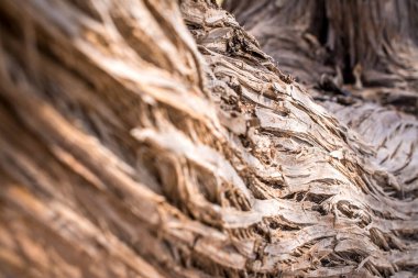 Kurumuş sedir ağacı, beyaz kum, mavi su, sahil, Chrissi Adası..