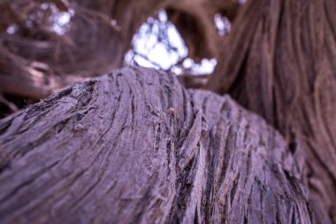  Kurumuş sedir ağacı, beyaz kum, mavi su, sahil, Chrissi Adası.