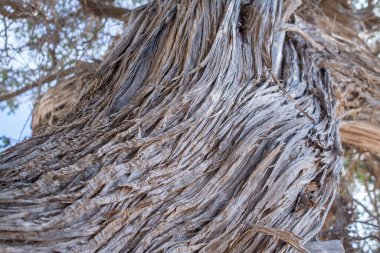  Kurumuş sedir ağacı, beyaz kum, mavi su, sahil, Chrissi Adası.