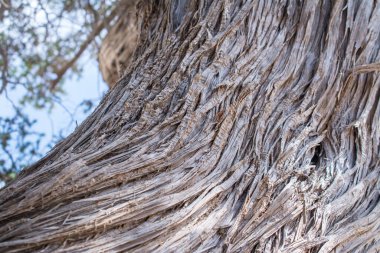  Kurumuş sedir ağacı, beyaz kum, mavi su, sahil, Chrissi Adası.
