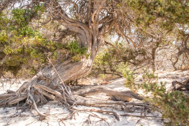 Kurumuş sedir ağacı, beyaz kum, mavi su, sahil, Chrissi Adası..